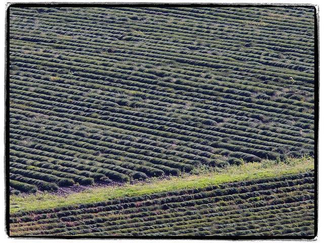 Le Vin De L'Ete Acomodação com café da manhã Ponet-et-Saint-Auban Quarto foto